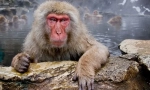 Macak japonez