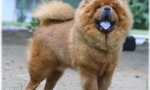 Chow chow limba: de ce este albastru?