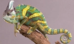 Yemeni chameleon