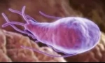 Cum este testul de sânge pe giardia?