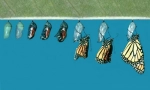 Cum apar fluture din caterpillar?