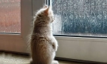 Cum pisica prezice vremea
