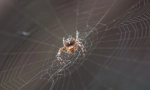 Ca un web spider weave?