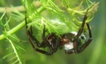 Ca spider-argint respiră sub apă?
