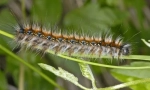 Cum trăiesc caterpanții caterpillar?