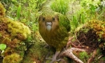 Kakapo: parrot bun, similar cu ol (9 fotografii)