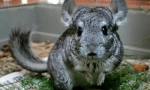 Ceea ce mănâncă iarba chinchillas, legând regulile cu ierburi