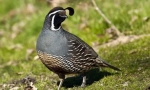 California quail