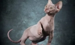 Canadian și don sphynxes: asemănări și diferențe