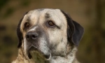 Kangal (foto): prietenul puternic și grațios al omului