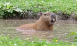 Capybara: rodent, al cărui pește numit