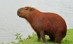 Capibara