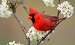 Cardinals