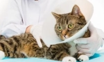 Castrarea și sterilizarea: îngrijire postoperatorie competentă pentru pisică sau pisică
