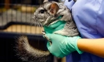 Castrarea și sterilizarea chinchilla
