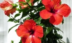 Rose chinezesc (hibiscus)