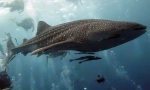 Rechinii de balene - cel mai mare pește din lume (15 fotografii)