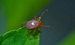 Tick ​​borrelioza: simptome și tratament