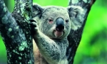 Koala: ursul de vară din australia (fotografie animală)