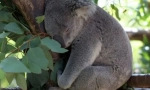 Koala: australian lazy bear (16 fotografii)