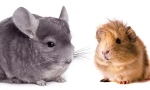 Cine este mai bine să înceapă - chinchilla sau cobai