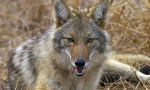 Coyote