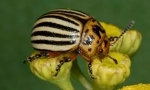 Colorado beetle și larvele sale: descrierea și daunele