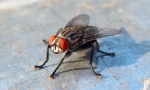 Housefly