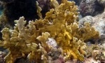 Corals millepor