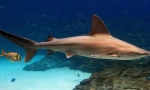 Brown shark