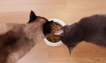 Hrănirea pisicilor cu alimente uscate: reguli de bază