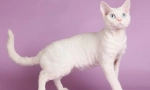 Cat devon-rex (foto): pet de companie jucaus si prieten adevarat