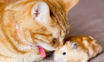 Pisica si hamster in apartament, pot face prieteni sau o pisica va manca hamster