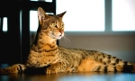 Savannah cat (foto): punerea și ghepardul blând
