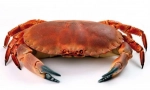 Crab