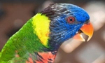 Papagali frumoși și inteligenți