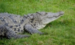 Crocodil osgly