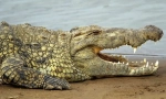Crocodil