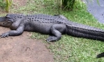 Crocodil