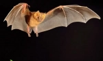Vampiri înaripate