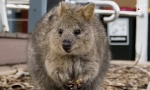 Quokka: fapte interesante despre cel mai fericit animal de pe pământ