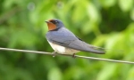 Swallows și oameni