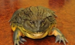 African frog bull
