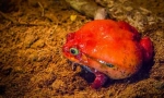 Frog-tomate