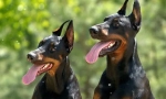Cele mai bune canise dobermans