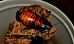 Madagascar barkroach și conținutul său