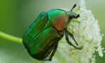 May beetle: descriere, stil de viață și varietate