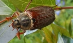 Chafer