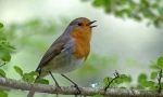 Robin