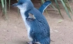 Penguin albastru mic